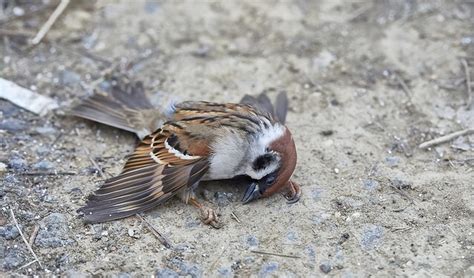 麻雀死掉怎麼辦